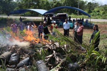 Masyarakat Pekebun Waspadai Bibit Sawit Palsu